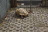 Photo ID: 063491, Tortoise to accompany the Turtles (212Kb)