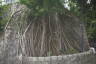 Photo ID: 063561, Many external roots (201Kb)