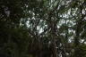 Photo ID: 063774, Tangled branches (237Kb)
