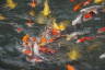 Photo ID: 063865, Feeding Frenzy (189Kb)
