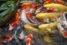 Photo ID: 063866, Many Koi Carp (180Kb)